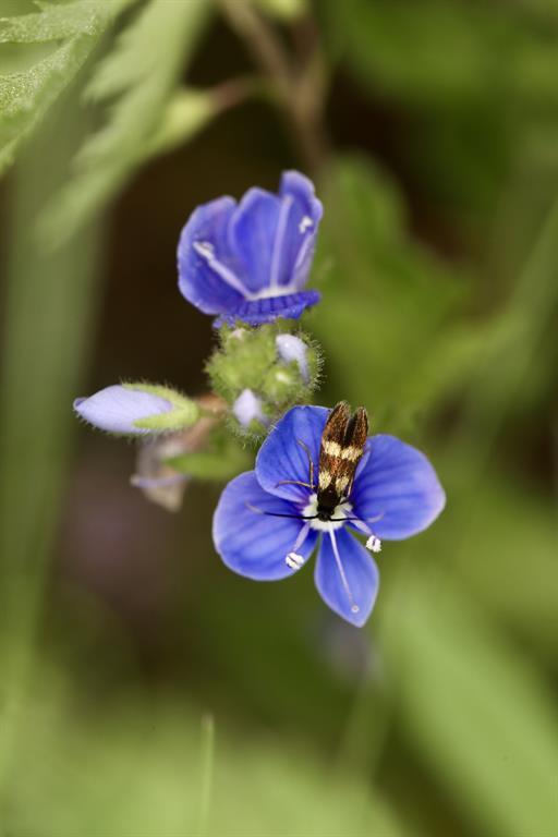 Wildbiene auf Blüte